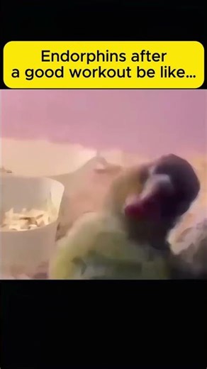 Endorphins after a good workout be like...