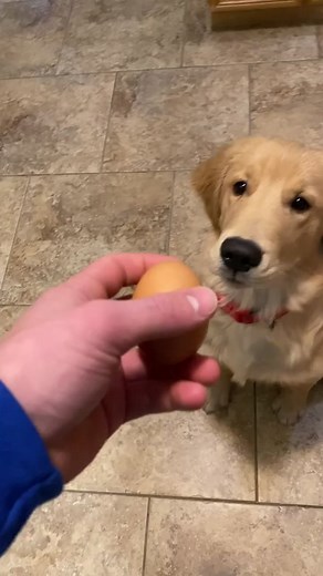 Heartwarming Golden Retriever Dog Transformation Video