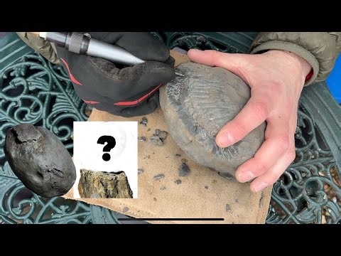 From Beach To Prepped! Large Golden Dactylioceras Ammonite Fossil Prep - Yorkshire Fossils