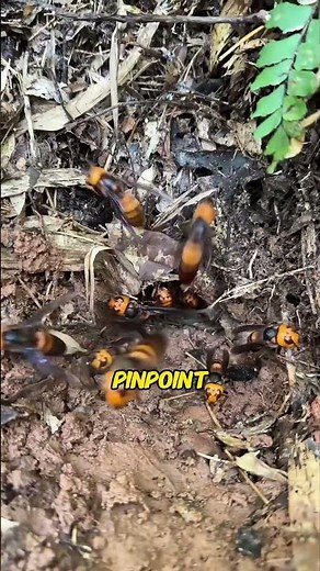 The asian giant hornets didn’t stand a chance…#animals
