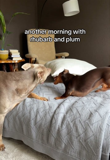 Exploring a New Technique with Plums