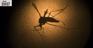 Explosion of Ross River virus prompts mosquito warning for Victoria