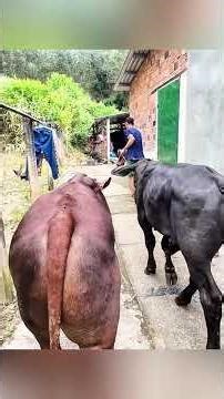 TON TV | Alone but still trying to meet and interact with the community every day #tontv #cow #tontv