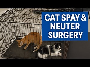 Cat Spay & Neuter Surgery Explained in less then 1 Minute