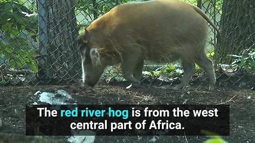 5.3K views · 55 reactions | Most people have never heard of the red...