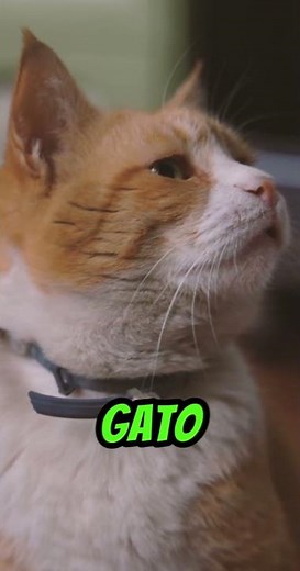 5 DATOS curiosos de los GATOS🐱 #gatos #curiosidades #divertido