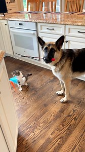 831K views · 7.1K reactions | Dog plays with cat  | ANYA the German Shepherd Dog | Facebook