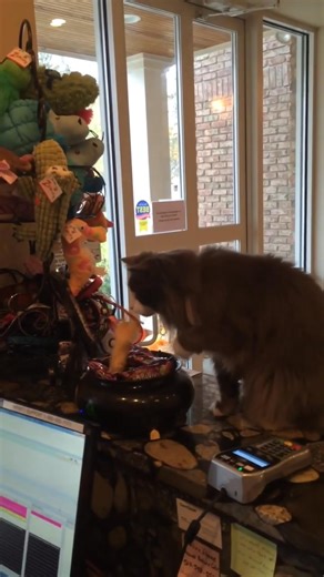 Memories of Lewie today ! Happy Halloween 🎃 to all 🧡 | Commerce Village Veterinary Hospital