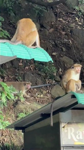 wildlife 🐘 #monkey #fyp #fypシ #shortsviral #bestyoutuber #ytshorts #srilanka #reels #travel