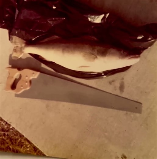 Biggest Walleye ever-below Holder Dam, Missouri River