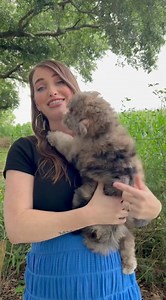 115K views · 10K reactions | Marlin - Myrtle Green Adorable and UNIQUE teddybear Twoodle | Smeraglia's Teddy Bear Goldendoodles & Schnoodles | Facebook