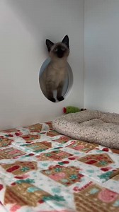 It's #GivingTuesday! Support Kitsap Humane Society and the lifesaving work done each day for animals in need. Visit our website, link in bio #kitsaphumanesociety | Kitsap Humane Society