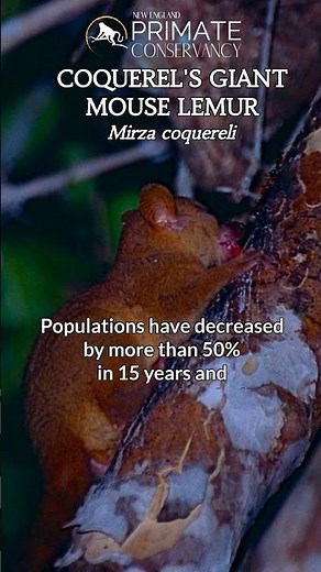 Coquerel's Giant Mouse Lemurs in 34 seconds—Small, solitary primates