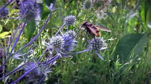 Close-up of an orange and black hairless big eyed transverse flower fly feeding on and pollinating bright blue sea holly in the summer