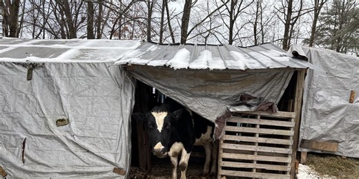 Over 250 animals seized from Hadley property