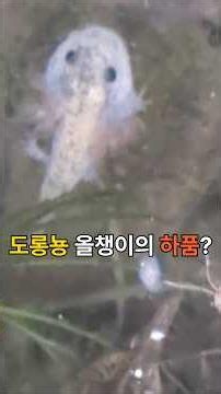 백변증 도롱뇽 올챙이를 또 촬영하다 (008. 2025. 6. 19), HD