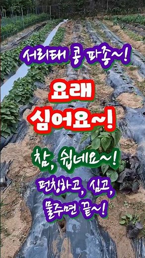 How to Plant Seoritae Beans~! Perfect Guide in 1 Minute~!
