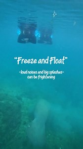 96K views · 3.9K reactions | Whenever you encounter a manatee, you need to be on best behavior with your Manatee Manners!冀 •Stay Floating• •Stay Calm• •Stay Quiet• Manatees are sensitive to the sound pressures and noise vibrations occurring in their underwater world, therefore everyone must be respectful visitors!  Want to learn how?  : (352)563-2763 : www.birdsunderwater.com | Bird's Underwater Dive Center | Facebook