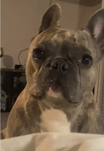 He’s always watching #frenchiesoftiktok #frenchie#dogs#frenchbulldog#dog