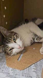 8.6K views · 279 reactions | CHERRY – A282246 **Microchipped Female...