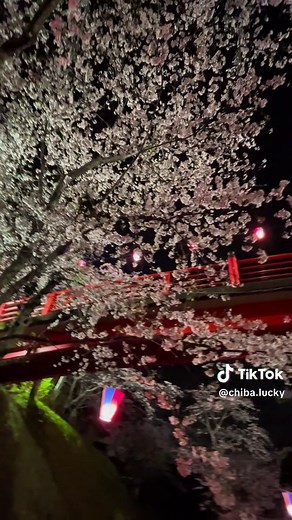 小見川城山公園の桜が満開！絶景スポット