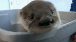 6-week-old orphaned river otter rescued