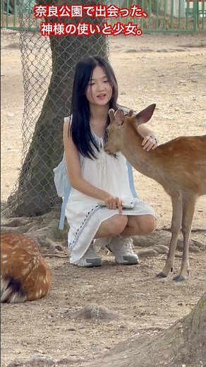 奈良のシカと触れ合う瞬