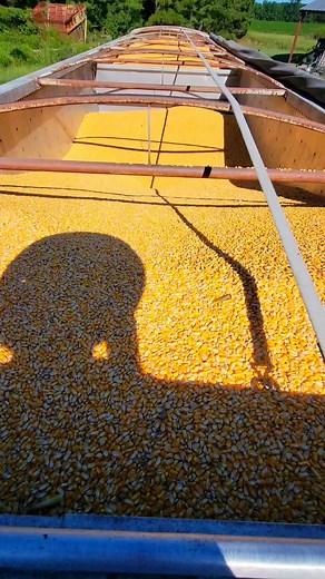 2.5K views · 43 reactions | Corn Harvest 2023! Unloading Hopper Bottom Trailer! #terrellspivey #corn #cornharvest #cornharvest2023 #farmer #farming #farm #farmlife #reels #viralreels #fbreels | Terrell Spivey | Facebook