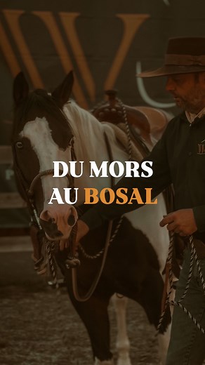 2K views · 601 reactions | Comment passer du mors au bosal,...