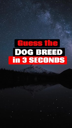 Guess the Dog Breed Challenge: Test Your Knowledge