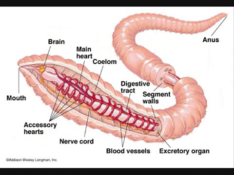 Chordates | Biology II