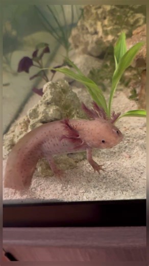 Wait for it… Meet Xochi 🫧 #shorts #axolotl #aquarium #petsoftiktok #ToothlessAndXochi #satisfying