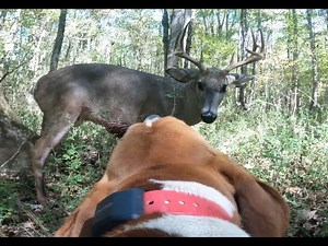 Blood Trailing Dog, Spud - Mr. Hill's Buck