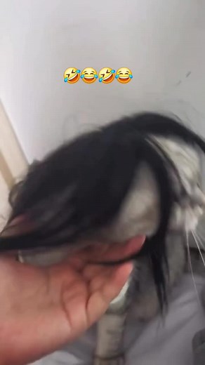 Funny Emo Cat Moments to Brighten Your Day