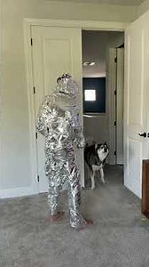 I don’t think this was smart 😂 #dogsofyoutube #dog #dogs #husky #goldenretriever #puppy