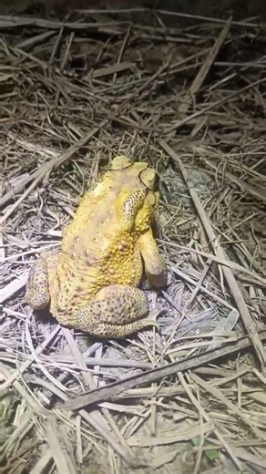 Is this a Golden Toad? 🐸✨ #shorts #nature