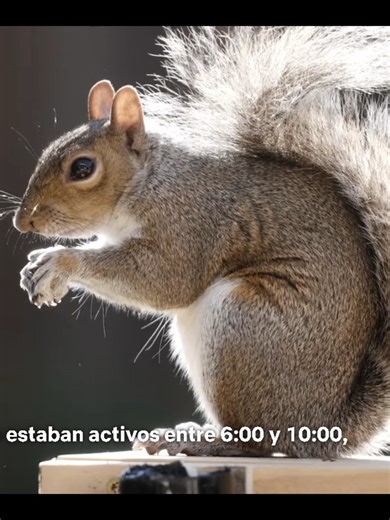 ardillas warrior part 2