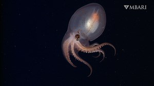 28K views · 1.3K reactions | This little octopus is a master of...