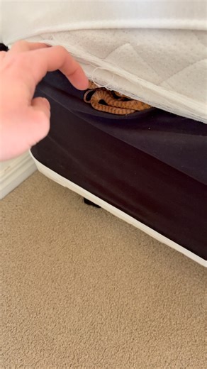 Brown tree snake in bed 🙈🐍 I was called out to a home in Verrierdale today to relocate this mildly venomous Brown tree snake that was discovered while the bed sheets were being changed! It had come in a day or 2 before when it was raining I reckon. Very sleepy and cold as expected on a cool day like today. Enjoy folks and keep an eye out Springs not far away. Luke 0499920290 😎🐍 #lukethesnakecatcher #snake #snakecatcher #noosa #sunshinecoast #browntreesnake | Snake Catcher Noosa 24/7 Luke the