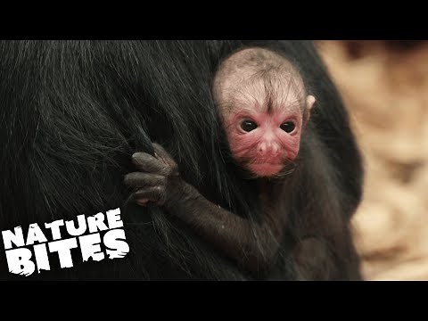 Spider Monkey Traumatised By Birth | The Secret Life of the Zoo | Nature Bites