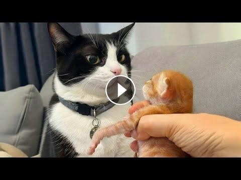 Cat Being Over Dramatic for Kitten #Video