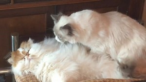 Giles giving John a massage. | Pierre