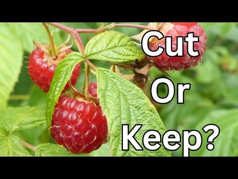 Which Raspberry Canes to Cut (And Which to Keep)