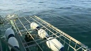 68 reactions · 27 shares | Would you like to swim with sharks? Steve is surrounded by great white sharks in today's Deadly 60. Take a peek at this clip and tune in to the show at 4.30pm on the CBBC channel to see what happens! | Deadly 60 | Facebook