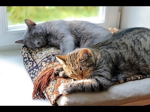Comment faire cohabiter deux chats ?