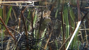 Common toad (Bufo bufo) male grasping female with his fore limbs under the armpits in a grip that is known as amplexus, gelatinous egg strings are tangled in plant stalks.