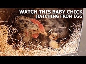 Baby Chick Hatching - Broody Hen Hatching Eggs
