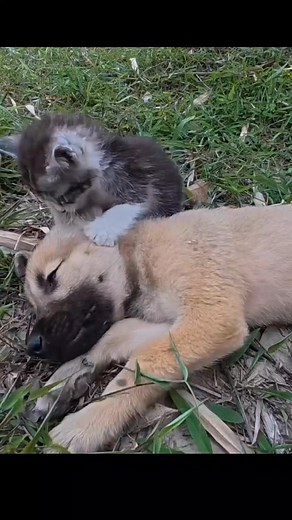 102K views · 4.8K reactions | A cat crying loudly to help the little puppy.... | xt.ton 01 | Facebook