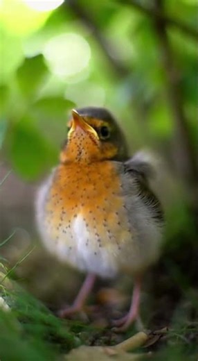 Baby robin is fragile—protect its nest and help it grow safely in nature. 🐦❤️ #BabyRobin -AI Created
