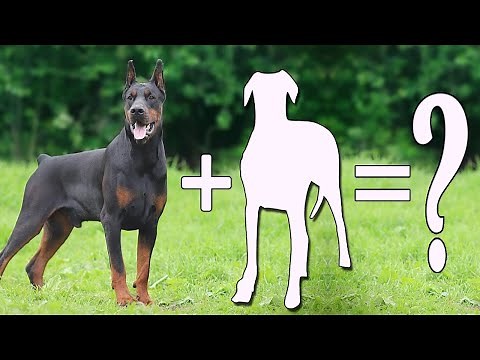 Top 10 Adorable Doberman Mixes Cross Breeds | Doberman Mix Dog Breeds